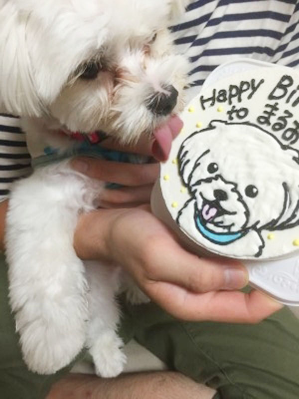 ありがとうの声 犬用似顔絵ケーキで家族も愛犬も嬉しい誕生日に Cake Jp