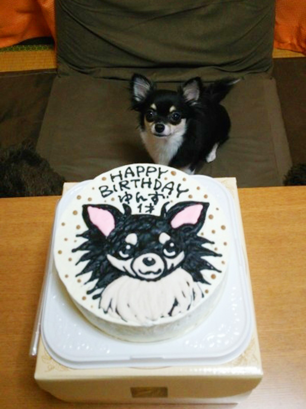 ありがとうの声 犬用似顔絵ケーキでワンちゃん大喜びの誕生日祝い Cake Jp