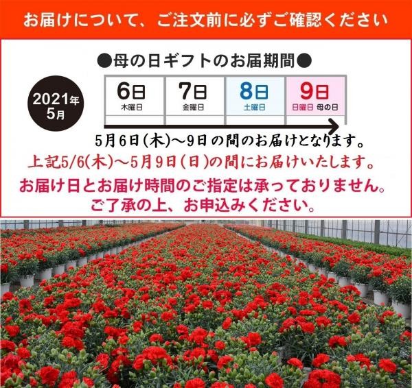 京都きよ泉がお届けするカーネーションと抹茶スイーツセット 花と一口羊羹セット 抹茶 栗 小倉 各2個入り 母の日 21 抹茶スイーツ 宇治茶専門店 京都きよ泉 Cake Jp