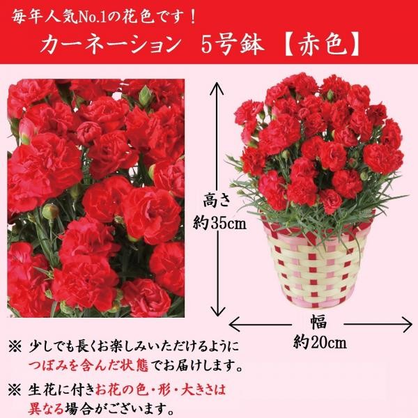 京都きよ泉がお届けするカーネーションと抹茶スイーツセット 花と一口羊羹セット 抹茶 栗 小倉 各2個入り 母の日 21 抹茶スイーツ 宇治茶専門店 京都きよ泉 Cake Jp