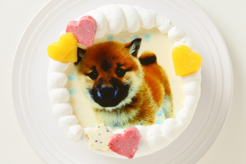 わんちゃん用EWP対応　室内犬用　ワンワン写真ケーキ　3号（9cm）