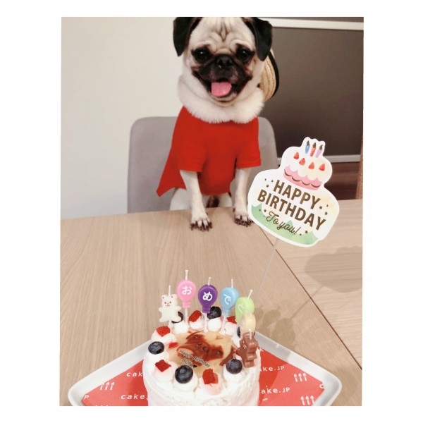 愛犬の誕生日ケーキを注文しまし のレビュー Cake Jp